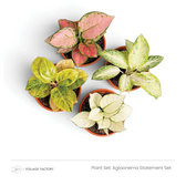 Aglaonema Statement Set with four pink, white and yellow-green plants viewed from above
