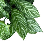 aglaonema silver stripes Aglaonema 'Stripes'