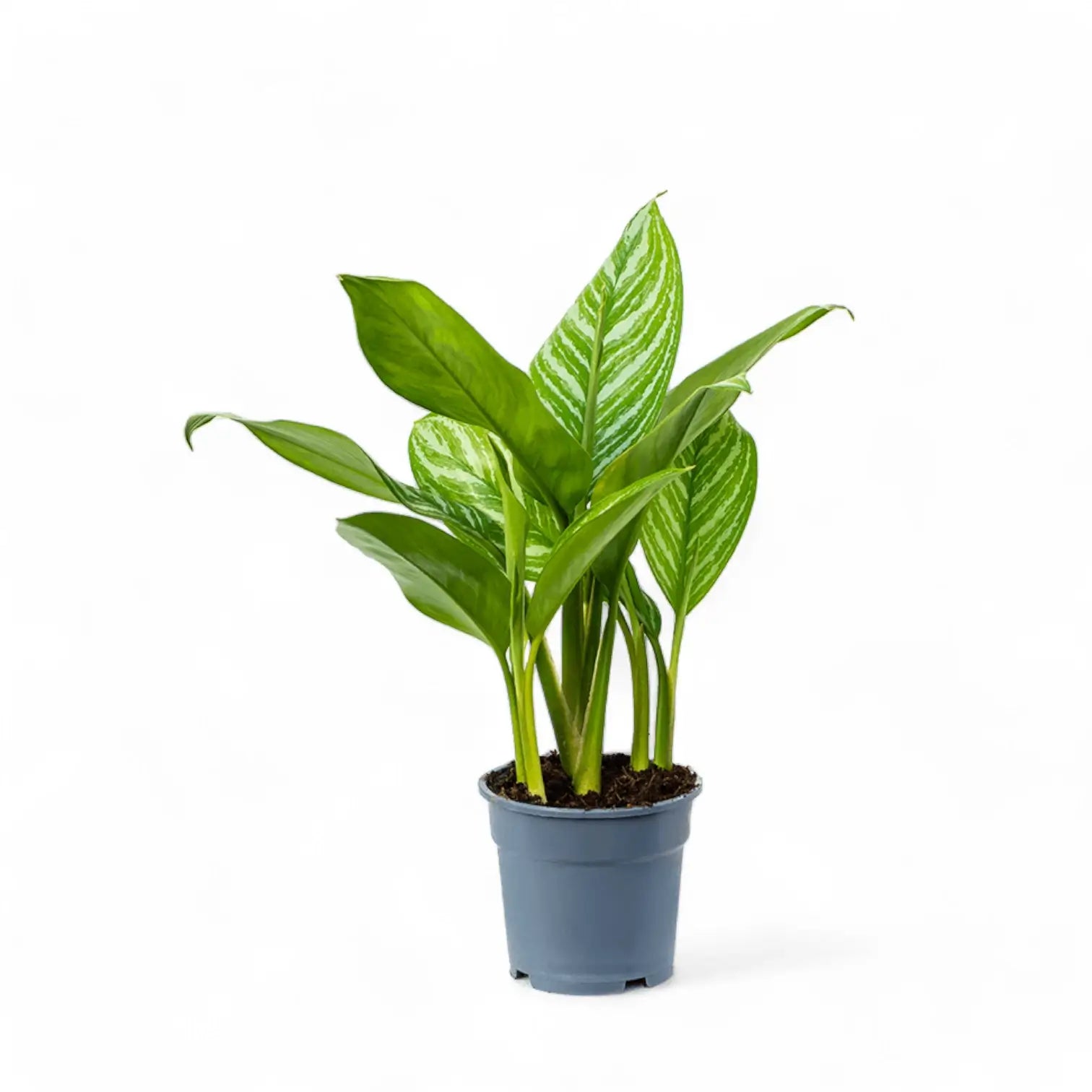 Aglaonema 'Stripes' – Silver-Striped Green Foliage