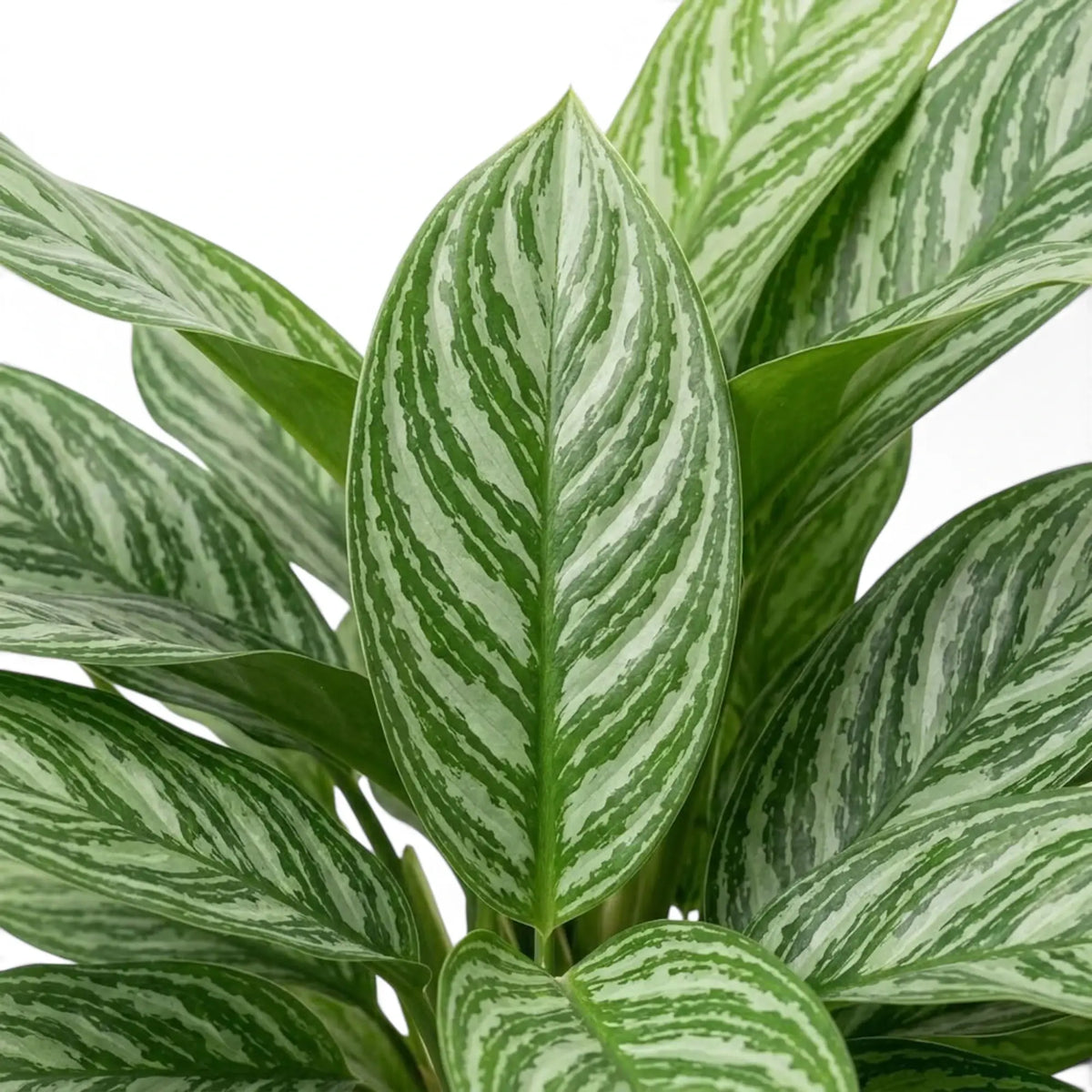 Blätter von Aglaonema 'Stripes' mit grünen und silbergrünen Streifen