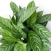 Aglaonema 'Stripes' mit breiten grünen Blättern und hellen Bändern entlang der seitlichen Blattadern