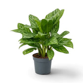 Große Aglaonema 'Stripes' mit dicht stehenden, aufrechten Blättern und hellen silbergrünen Blattzeichnungen
