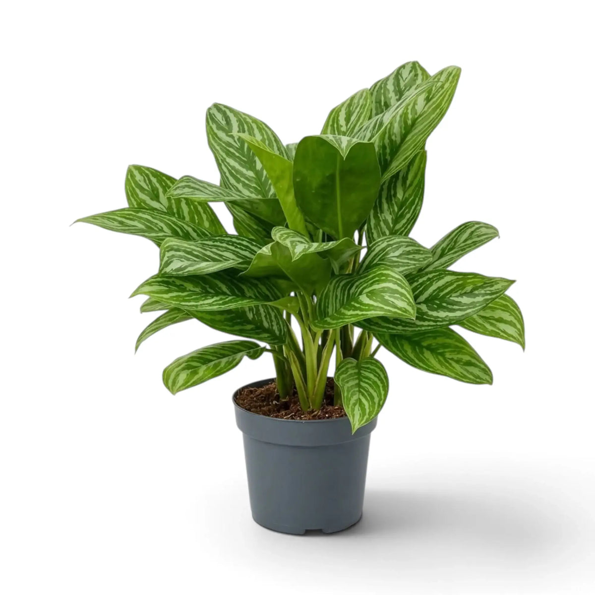 Große Aglaonema 'Stripes' mit dicht stehenden, aufrechten Blättern und hellen silbergrünen Blattzeichnungen