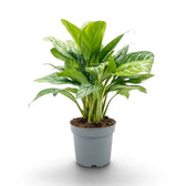 Große Aglaonema 'Stripes' im Topf mit breiten grünen Blättern und hellen silbergrünen Streifen