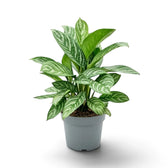 Große Aglaonema 'Stripes' mit dicht stehenden, breiten grünen Blättern mit silbergrünen Streifen