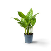 Mittelgroße Aglaonema 'Stripes' mit breiten grünen Blättern und hellen silbergrünen Streifen