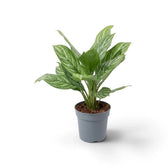 Mittelgroße Aglaonema 'Stripes' im Topf mit aufrechten grünen Blättern und hellen Streifen