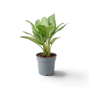 Mittelgroße Aglaonema 'Stripes' mit breiten grünen Blättern und hellen silbergrünen Bändern