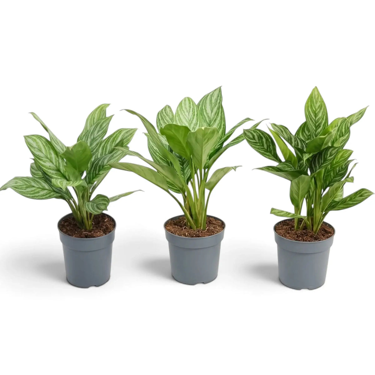 Drei Aglaonema 'Stripes' in Töpfen, jeweils mit breiten grünen Blättern und hellen silbergrünen Bändern