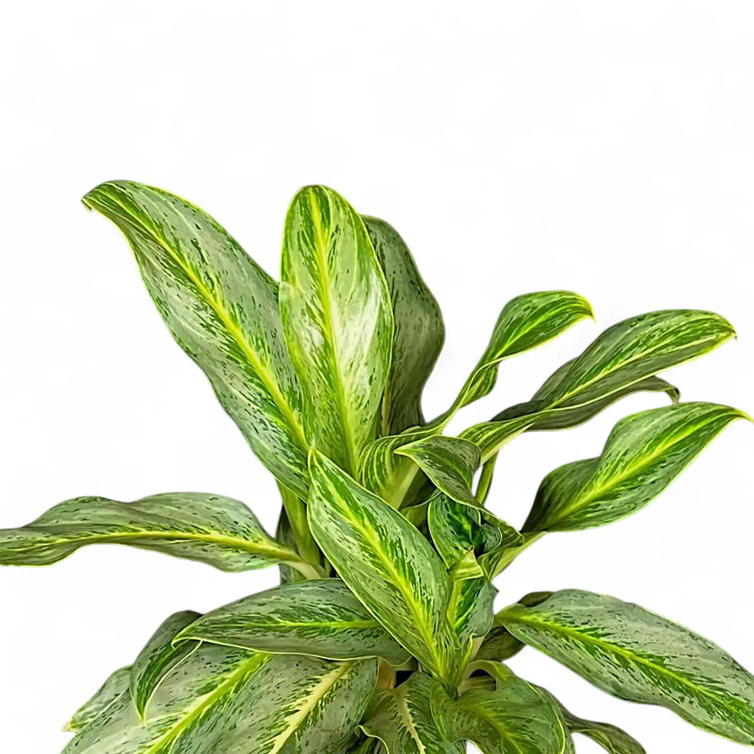 Aglaonema 'Sunray Green' – Blattdetail vor weißem Hintergrund..