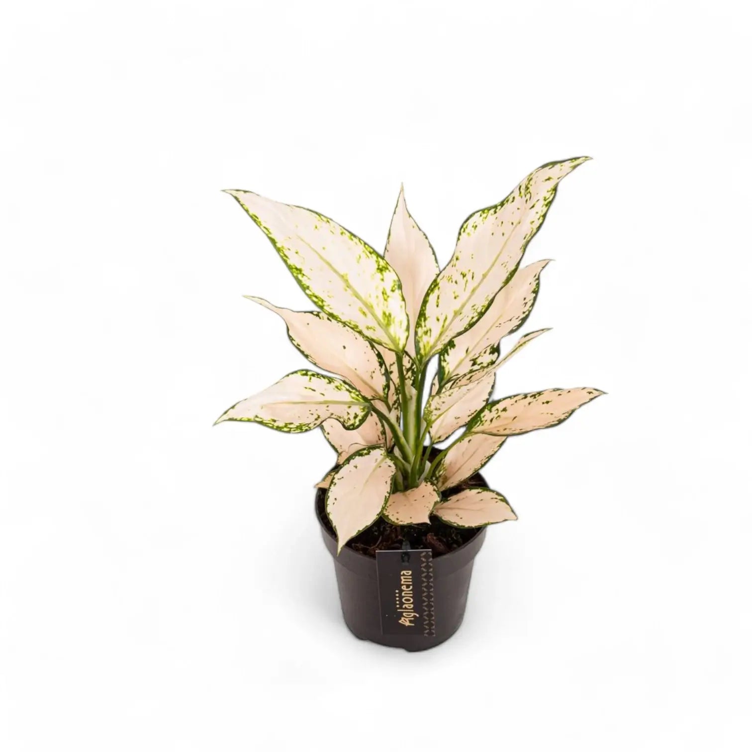 Aglaonema 'Vanilla Baby' potted plant in nursery pot on white background.