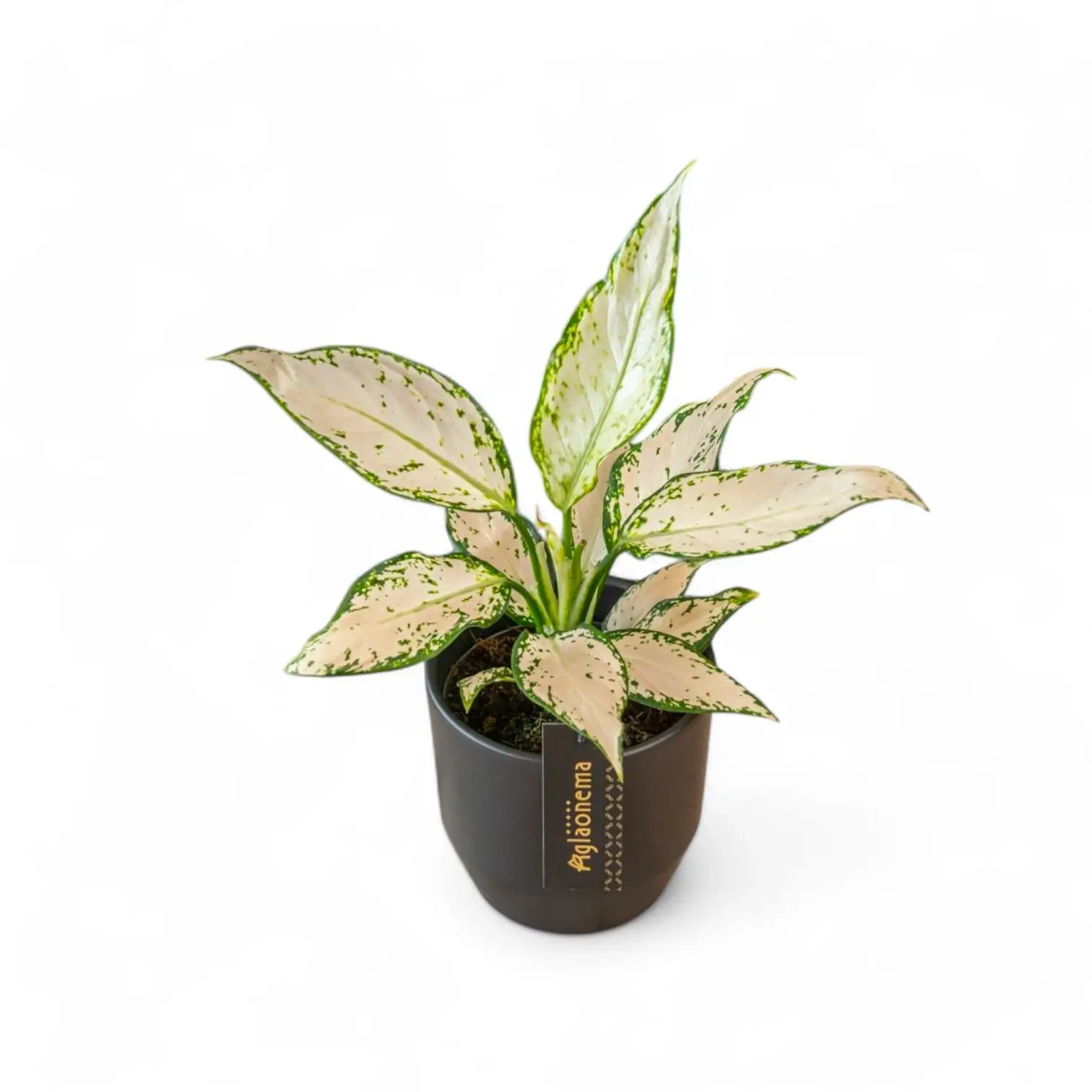 Aglaonema 'Vanilla Baby' potted plant in nursery pot on white background.