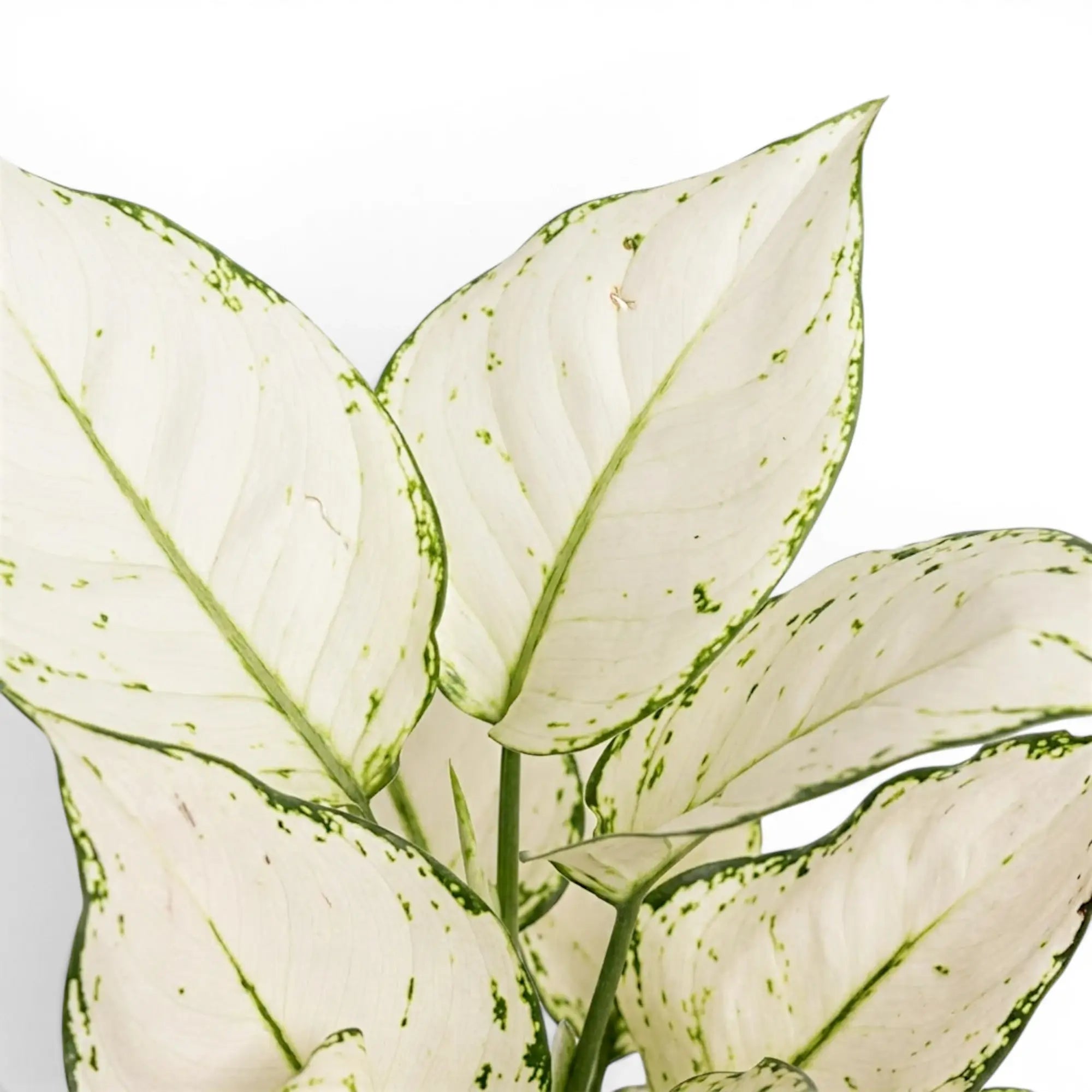 Nahaufnahme der weiß-grün gemusterten Blätter von Aglaonema White Joy.