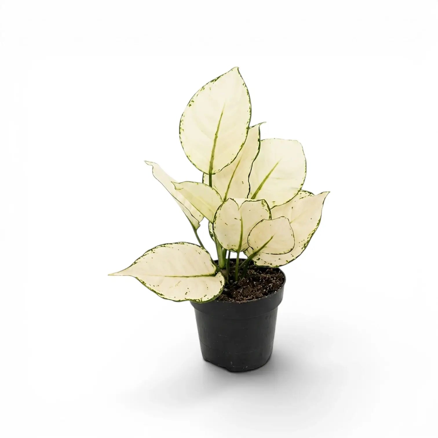 Aglaonema White Joy mit weiß-grün gemusterten Blättern im Kulturtopf.