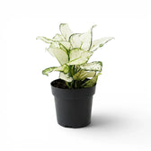 Aglaonema White Joy mit weiß-grün gemusterten Blättern im Kulturtopf.