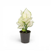 Aglaonema White Joy mit weiß-grün gemusterten Blättern im Kulturtopf.