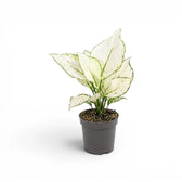 Aglaonema White Joy mit weiß-grün gemusterten Blättern im Kulturtopf.