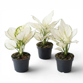 Aglaonema White Joy mit weiß-grün gemusterten Blättern im Kulturtopf.
