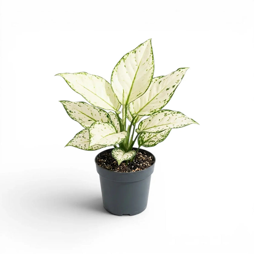 Aglaonema White Joy mit weiß-grün gemusterten Blättern im Kulturtopf.