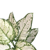 Aglaonema 'White Kiwi' close-up of leaf on white background.