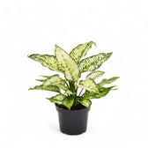 Aglaonema 'White Kiwi' potted plant in nursery pot on white background.