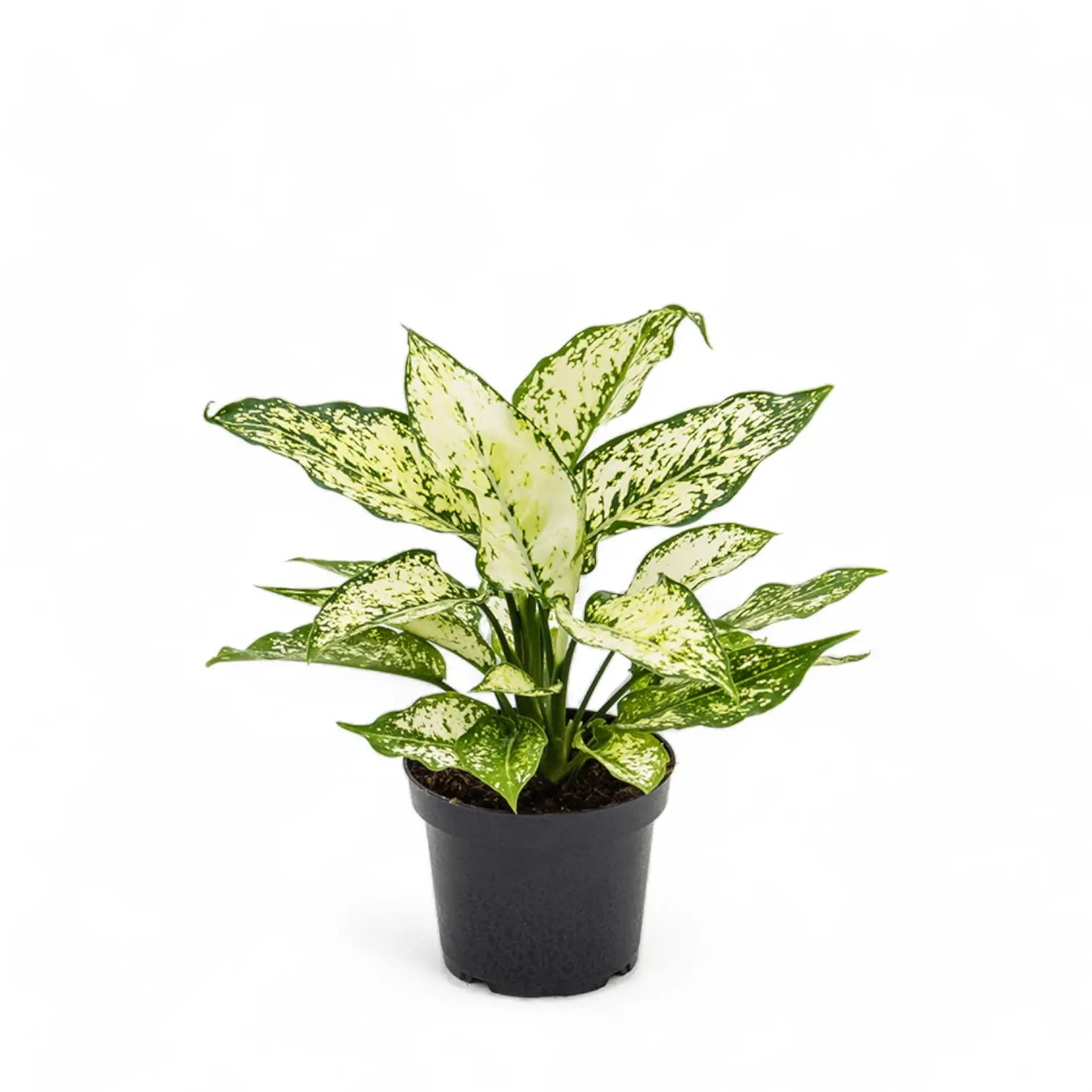 Aglaonema 'White Kiwi' potted plant in nursery pot on white background.