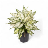 Aglaonema 'White Kiwi' potted plant in nursery pot on white background.