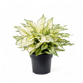 Aglaonema 'White Kiwi' potted plant in nursery pot on white background.