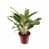 Aglaonema 'White Lime' potted plant in nursery pot on white background.
