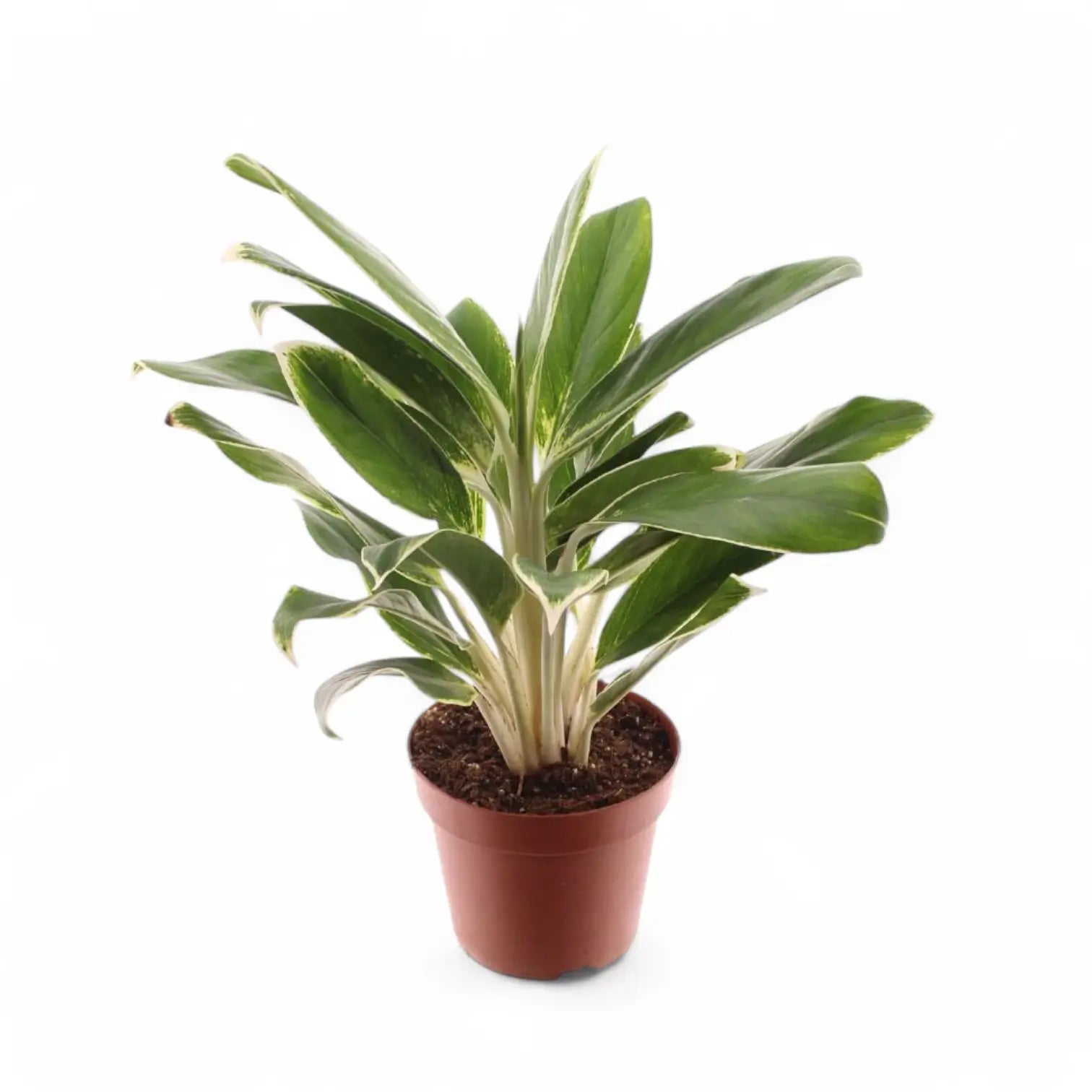 Aglaonema 'White Lime' potted plant in nursery pot on white background.