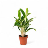 Aglaonema 'White Lime' potted plant in nursery pot on white background.