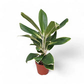 Aglaonema 'White Lime' potted plant in nursery pot on white background.