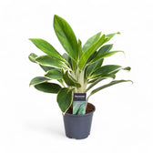 Aglaonema 'White Lime' potted plant in nursery pot on white background.