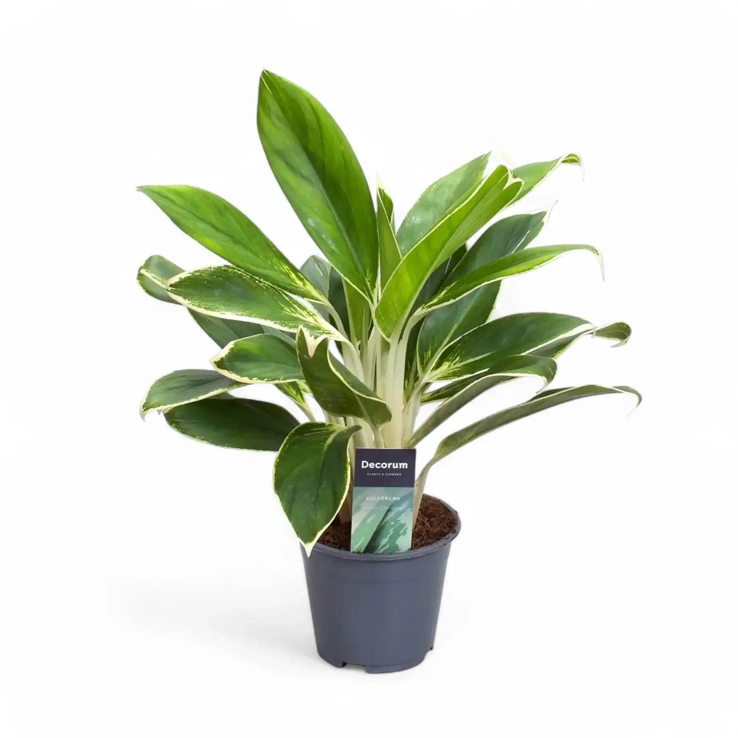 Aglaonema 'White Lime' potted plant in nursery pot on white background.