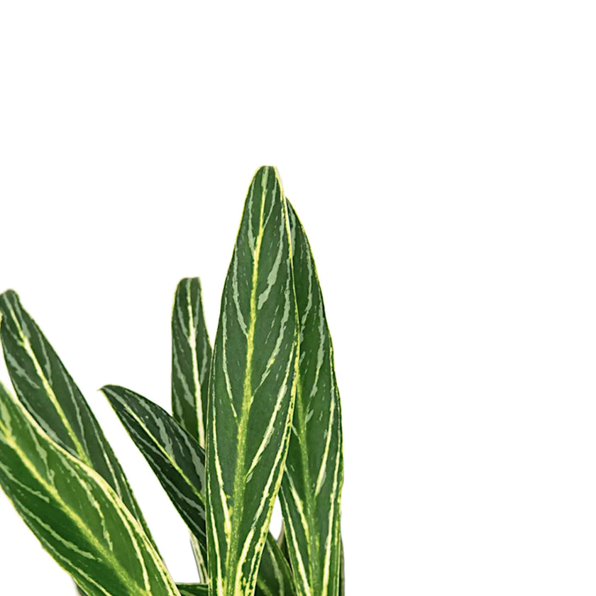 Aglaonema 'Zebra Feathers' – Blattdetail vor weißem Hintergrund..