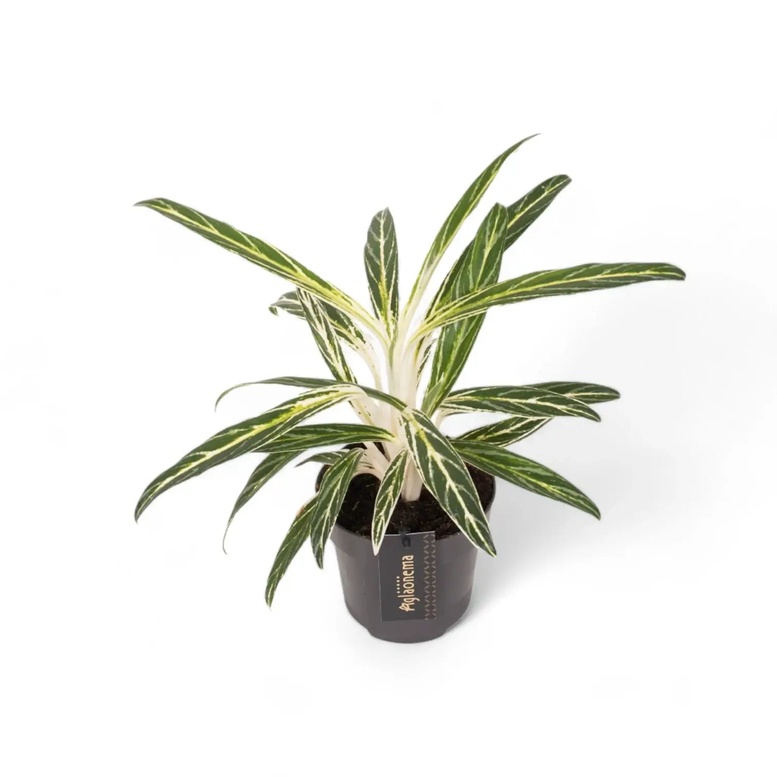 Aglaonema 'Zebra Feathers' potted plant in nursery pot on white background.
