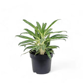 aglaonema feather stripes Aglaonema 'Zebra Feathers' – Foliage Factory