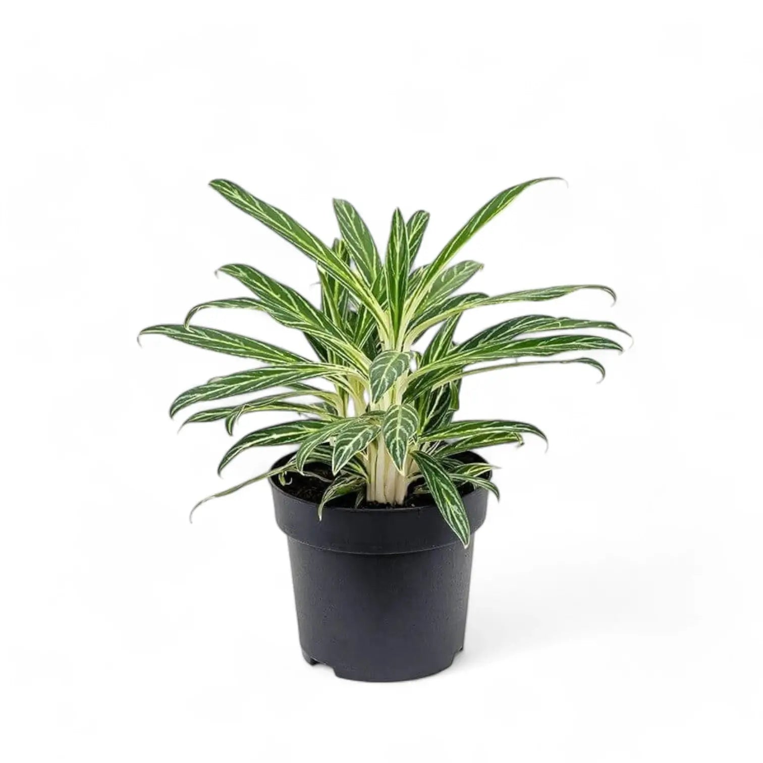 Aglaonema 'Zebra Feathers' potted plant in nursery pot on white background.