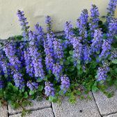 Ajuga reptans – Nahaufnahme.