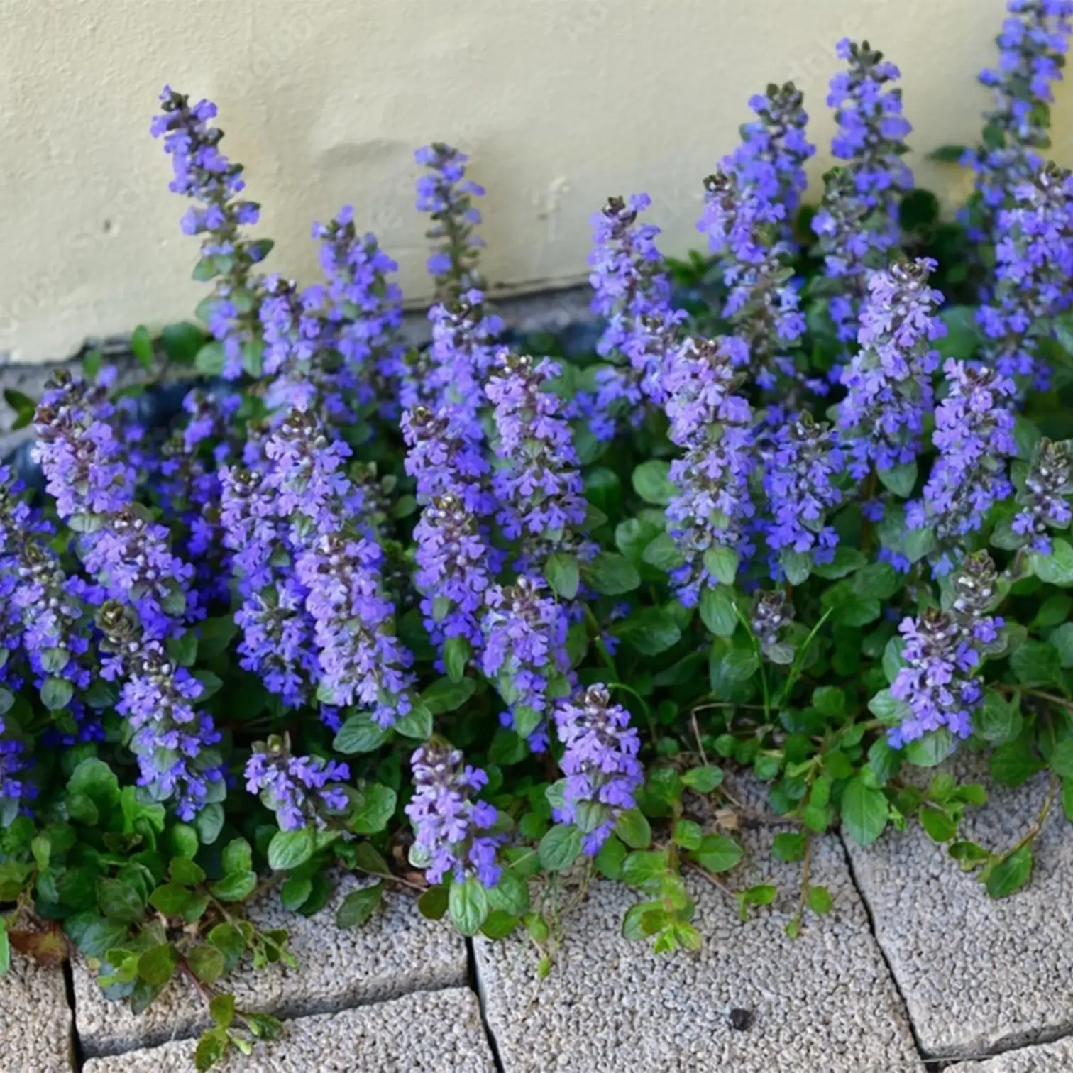 Ajuga reptans – Nahaufnahme.