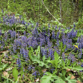Ajuga reptans – Nahaufnahme.