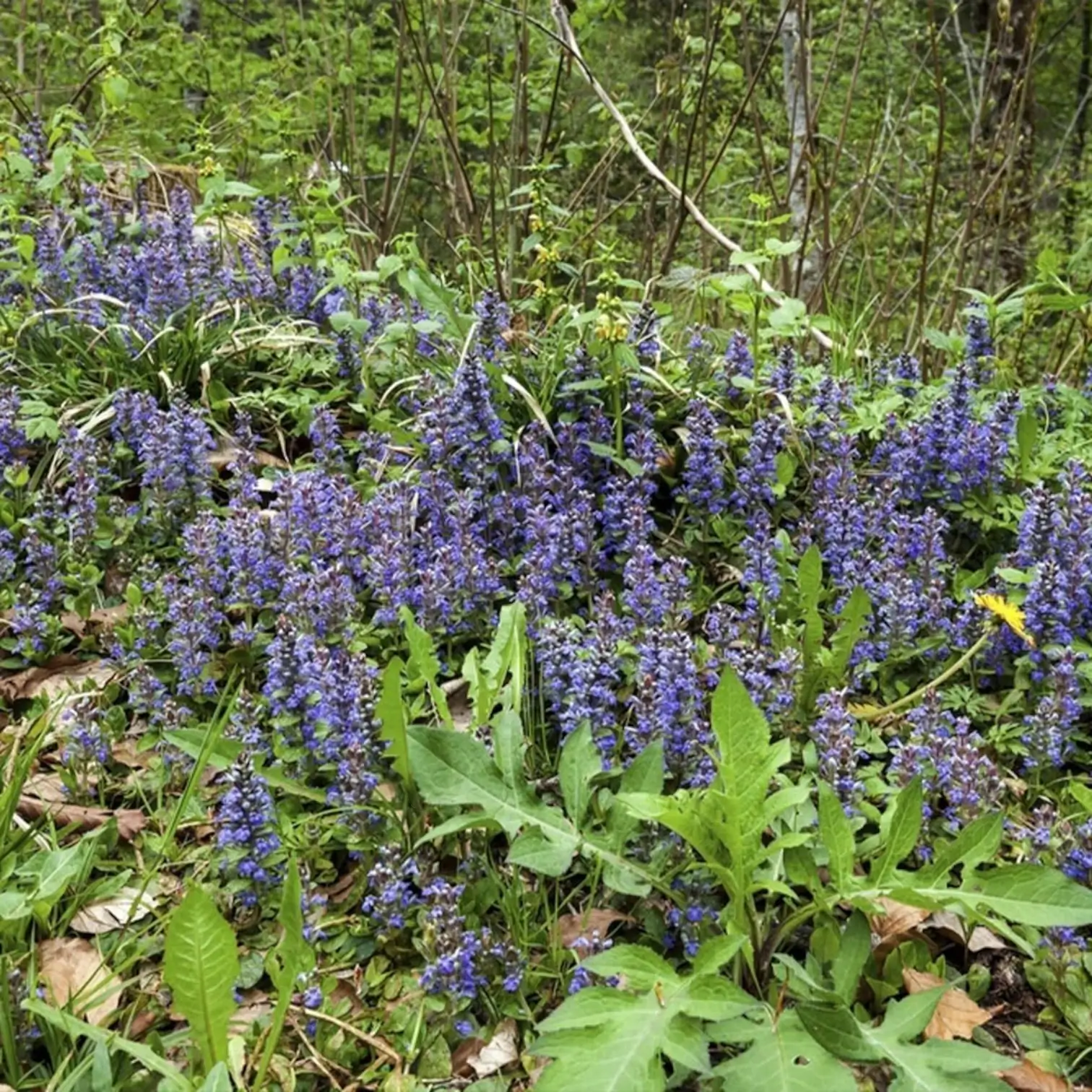 Ajuga reptans – Nahaufnahme.