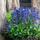 Ajuga reptans – Detailaufnahme.