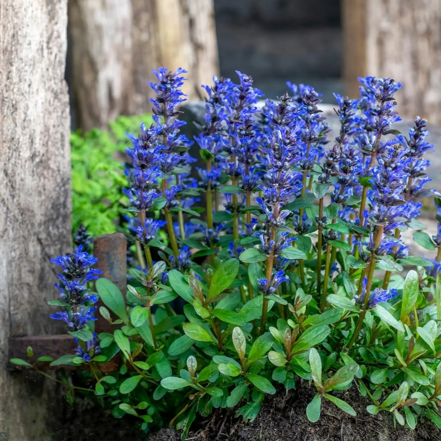 Ajuga reptans – Detailaufnahme.