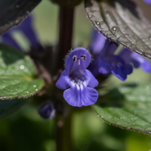 Ajuga reptans – Nahaufnahme.