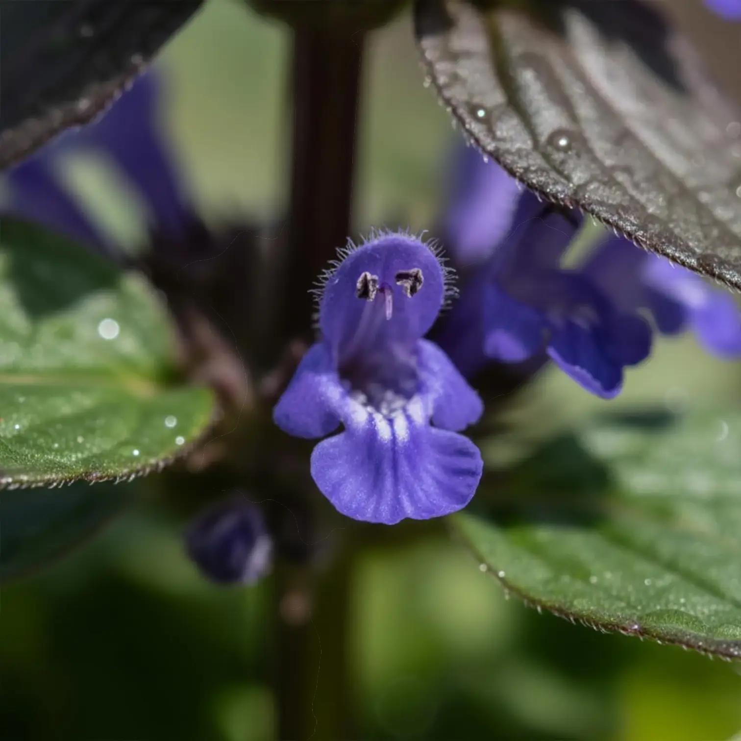 Ajuga reptans – Nahaufnahme.