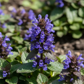 Ajuga reptans – Nahaufnahme.