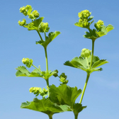 Alchemilla mollis close-up detail.