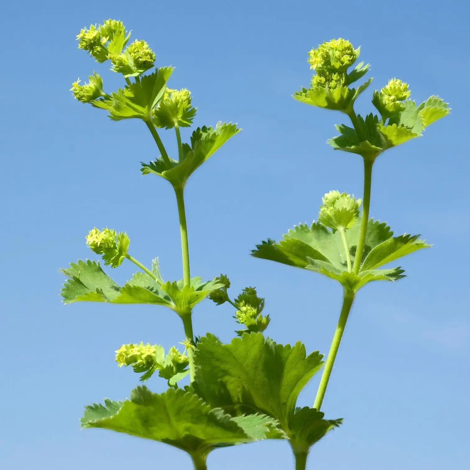Alchemilla mollis close-up detail.