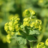 Alchemilla mollis close-up detail.